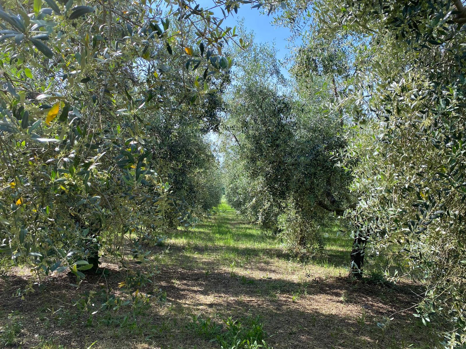 La famiglia ValleUmbra nei propri oliveti