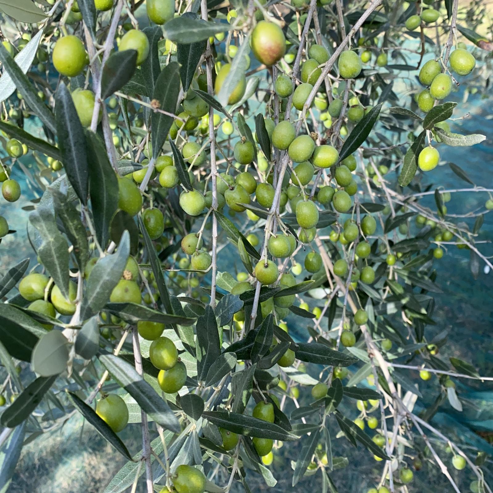 Ulivi in Umbria