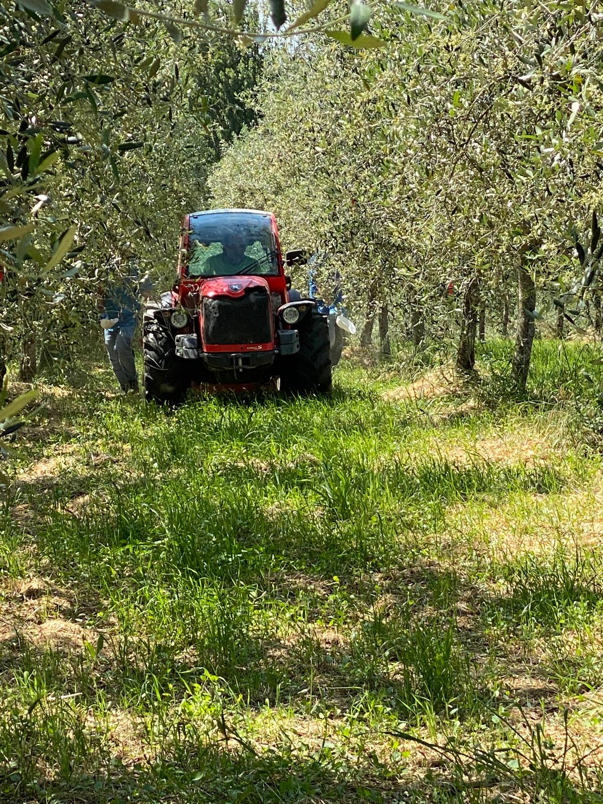 I nostri oliveti in Umbria al tramonto